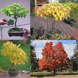Acer saccharinum şeker akçaağaç tohumu gümüşi akçaağaç