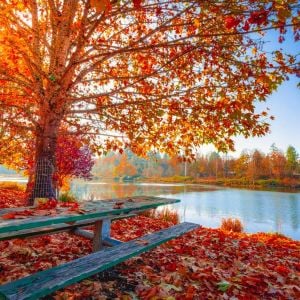 Acer saccharinum şeker akçaağaç tohumu gümüşi akçaağaç