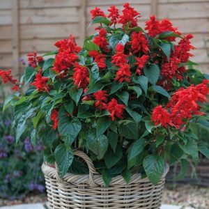 Dev kırmızı çiçekli salvia gigantimo fidesi red