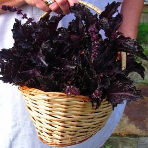 Kızıl mor fırfır kenarlı iri yapraklı reyhan tohumu purple ruffles basil