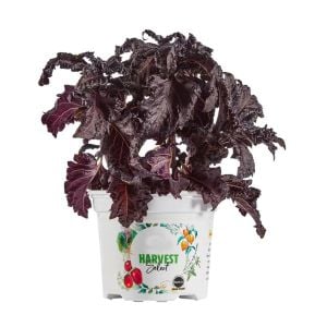 Kızıl mor fırfır kenarlı iri yapraklı reyhan tohumu purple ruffles basil
