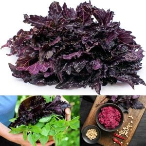 Kızıl mor fırfır kenarlı iri yapraklı reyhan tohumu purple ruffles basil