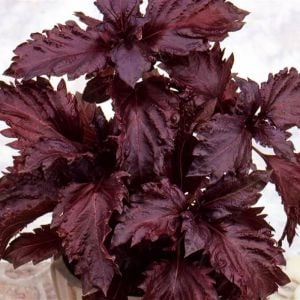 Kızıl mor fırfır kenarlı iri yapraklı reyhan tohumu purple ruffles basil