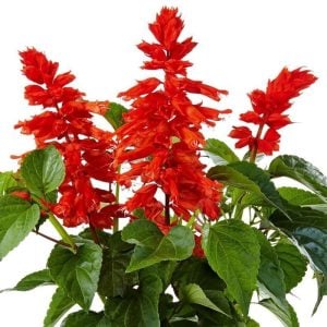 Dev kırmızı çiçekli salvia gigantimo fidesi red