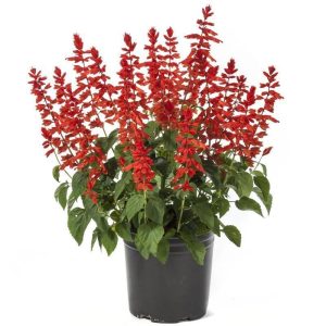 Dev kırmızı çiçekli salvia gigantimo fidesi red