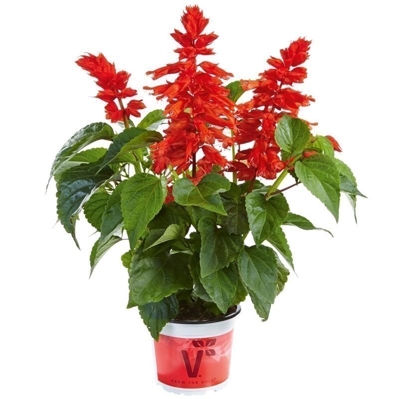 Dev kırmızı çiçekli salvia gigantimo fidesi red