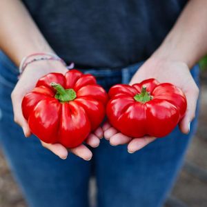 Tatlı kırmızı kuzu burnu pimento biberi tohumu sheep nose pimento