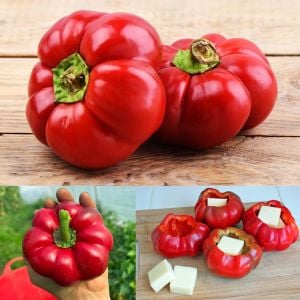 Tatlı kırmızı kuzu burnu pimento biberi tohumu sheep nose pimento