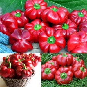 Tatlı kırmızı kuzu burnu pimento biberi tohumu sheep nose pimento