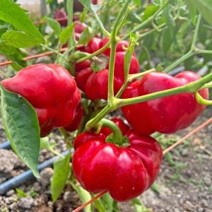 Tatlı kırmızı kuzu burnu pimento biberi tohumu sheep nose pimento