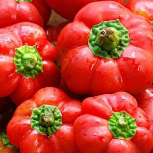 Tatlı kırmızı kuzu burnu pimento biberi tohumu sheep nose pimento