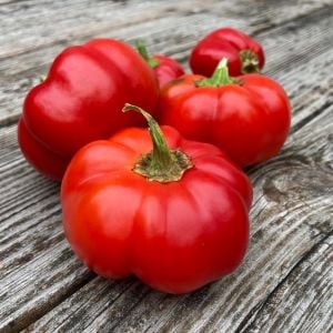 Tatlı kırmızı kuzu burnu pimento biberi tohumu sheep nose pimento