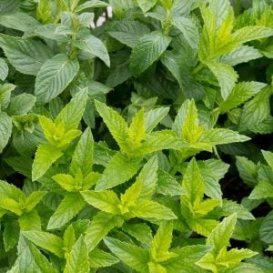 Casablanca çaylık nane fidesi mentha spicata