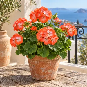 Pinto Premium Orange Bicolor Sardunya Fidesi