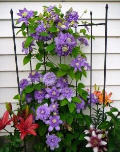 Blue Light katlı clematis fidanı orman asması sarmaşık