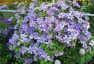 Blue Light katlı clematis fidanı orman asması sarmaşık