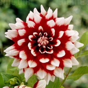 Duet dahlia yıldız çiçeği soğanı dalya