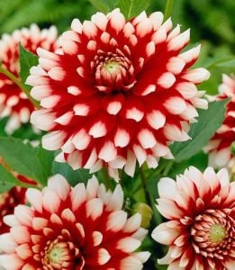 Duet dahlia yıldız çiçeği soğanı dalya