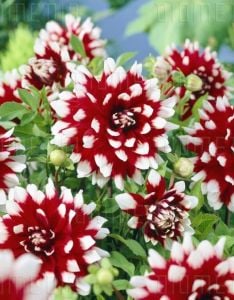 Duet dahlia yıldız çiçeği soğanı dalya