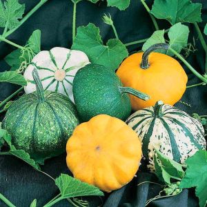 İstiridye kabak tohumu karışımı tüm renkler Atalık tohum