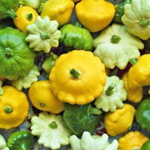 İstiridye kabak tohumu karışımı tüm renkler Atalık tohum