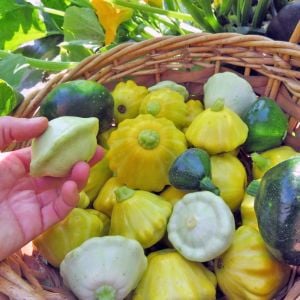 İstiridye kabak tohumu karışımı tüm renkler Atalık tohum