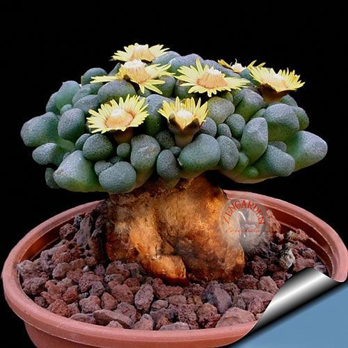 Aloinopsis tohumu schooneesii F1 hibrit