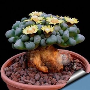 Aloinopsis tohumu schooneesii F1 hibrit