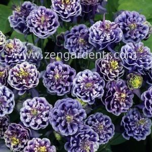Katmerli haseki küpesi tohumu aquilegia winky double blue white
