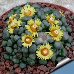 Aloinopsis tohumu schooneesii F1 hibrit