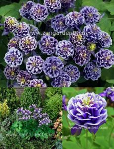 Katmerli haseki küpesi tohumu aquilegia winky double blue white