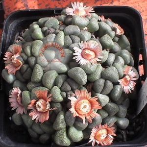 Aloinopsis tohumu schooneesii F1 hibrit