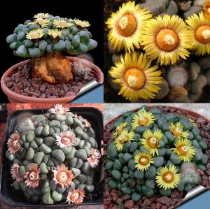 Aloinopsis tohumu schooneesii F1 hibrit