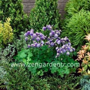 Katmerli haseki küpesi tohumu aquilegia winky double blue white