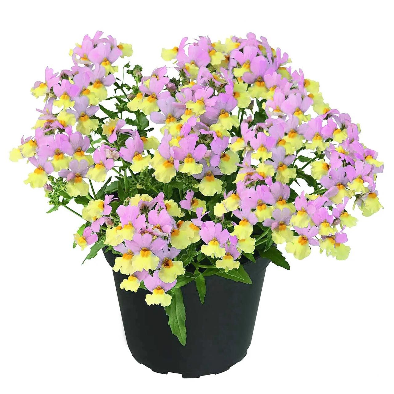 Pembe & limon nemezya çiçeği fidesi nemesia mareto pink & lemon