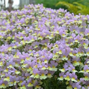 Pembe & limon nemezya çiçeği fidesi nemesia mareto pink & lemon