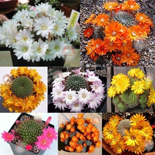 Rebutia sp. kaktüs tohumu karışımı