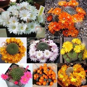Rebutia sp. kaktüs tohumu karışımı