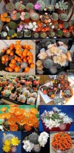 Rebutia sp. kaktüs tohumu karışımı