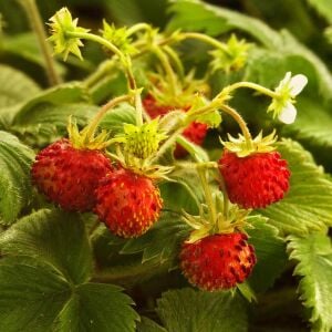 Vesca çilek tohumu geleneksel doğal çilek fragaria