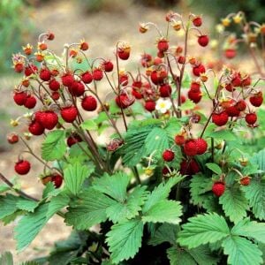 Vesca çilek tohumu geleneksel doğal çilek fragaria