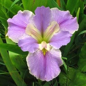 Now and Forever iris Louisiana saksıda yetişmiş süsen