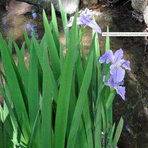 Now and Forever iris Louisiana saksıda yetişmiş süsen