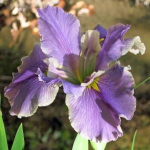 Now and Forever iris Louisiana saksıda yetişmiş süsen