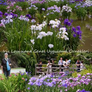 Now and Forever iris Louisiana saksıda yetişmiş süsen