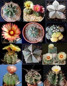 Astrophytum kaktüs tohumu karışımı
