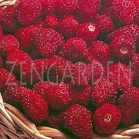 Vesca çilek tohumu geleneksel doğal çilek fragaria