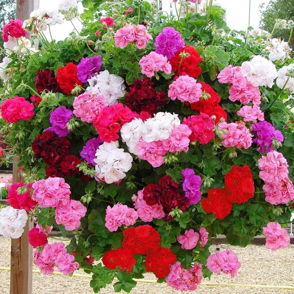 3 adet Sakız sardunya fidesi pelargonium ivy
