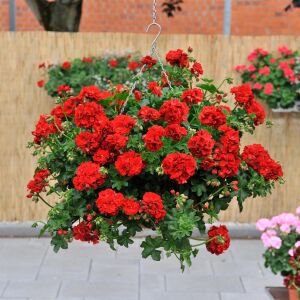 3 adet Sakız sardunya fidesi pelargonium ivy