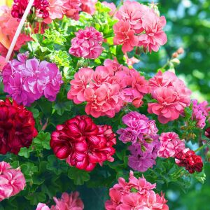 3 adet Sakız sardunya fidesi pelargonium ivy